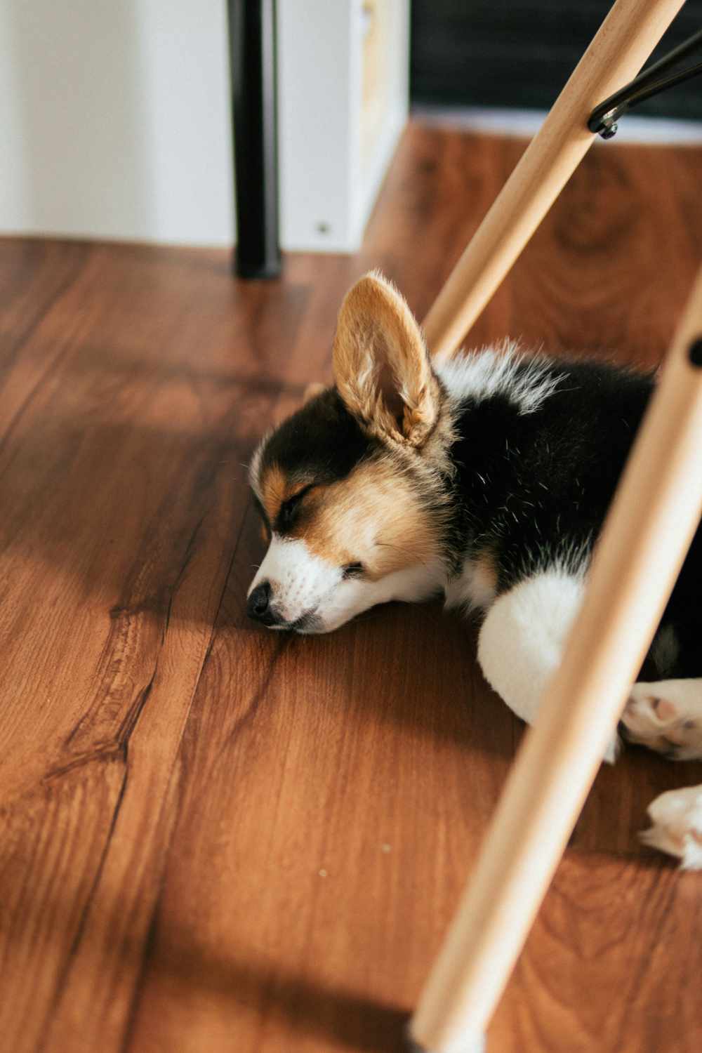 Dog resting on a wooden floor